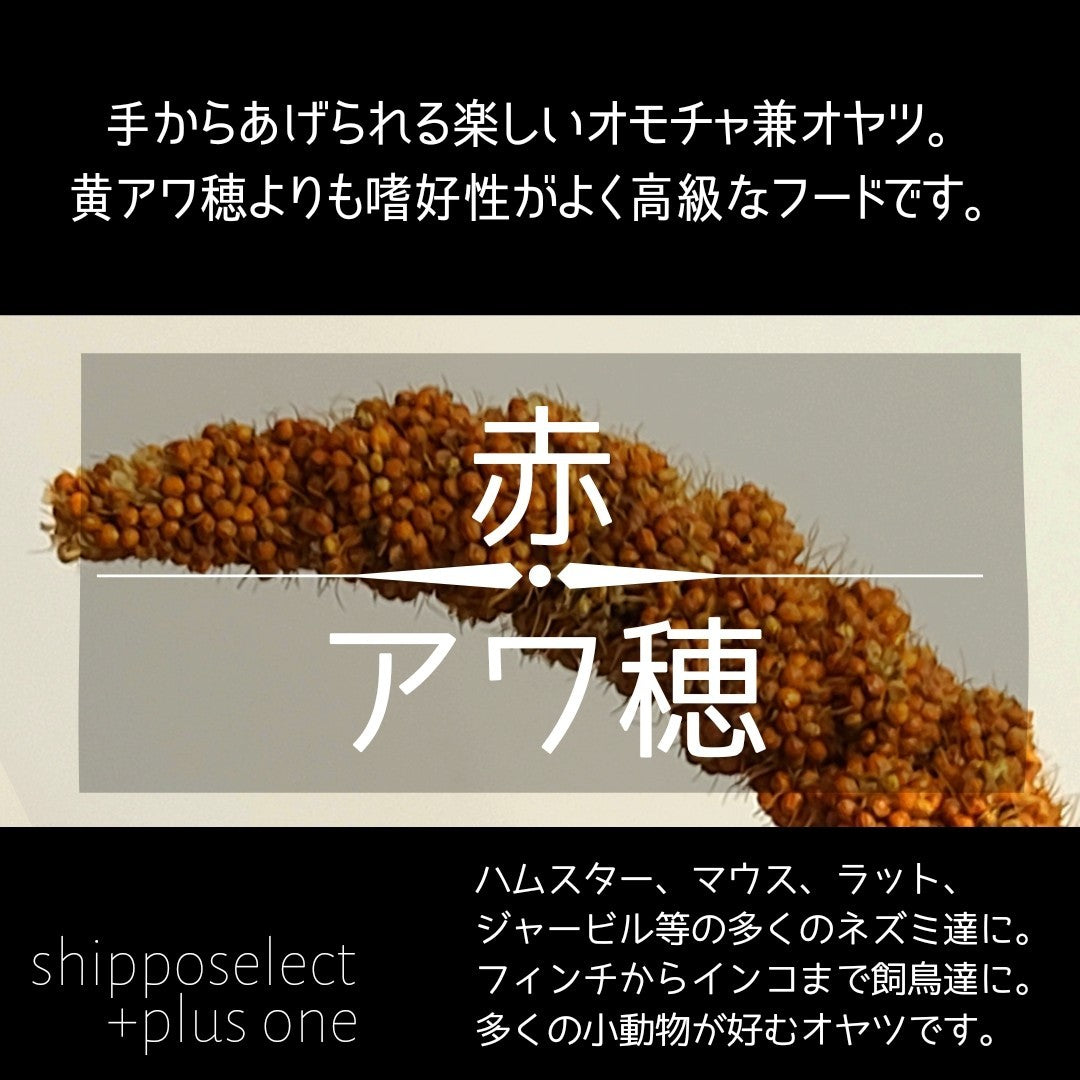 赤アワ穂】 約2本（お徳用10本あり） – shipposelect